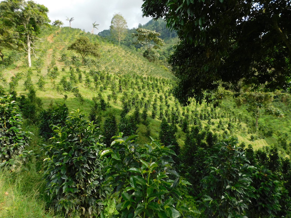 Fairtrade Colombia Planadas  - Cofinet
