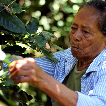Honduras Comsa - Fairtrade Organic