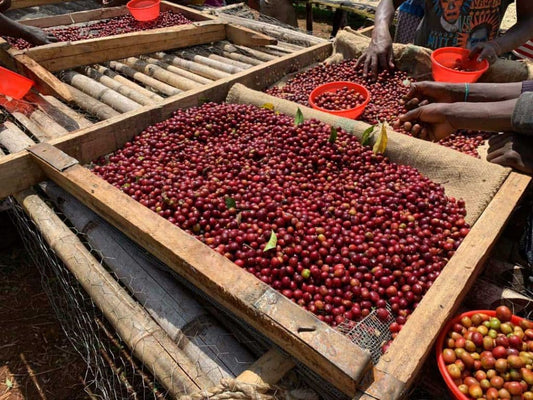 Ethiopian Guji Gogogu Natural